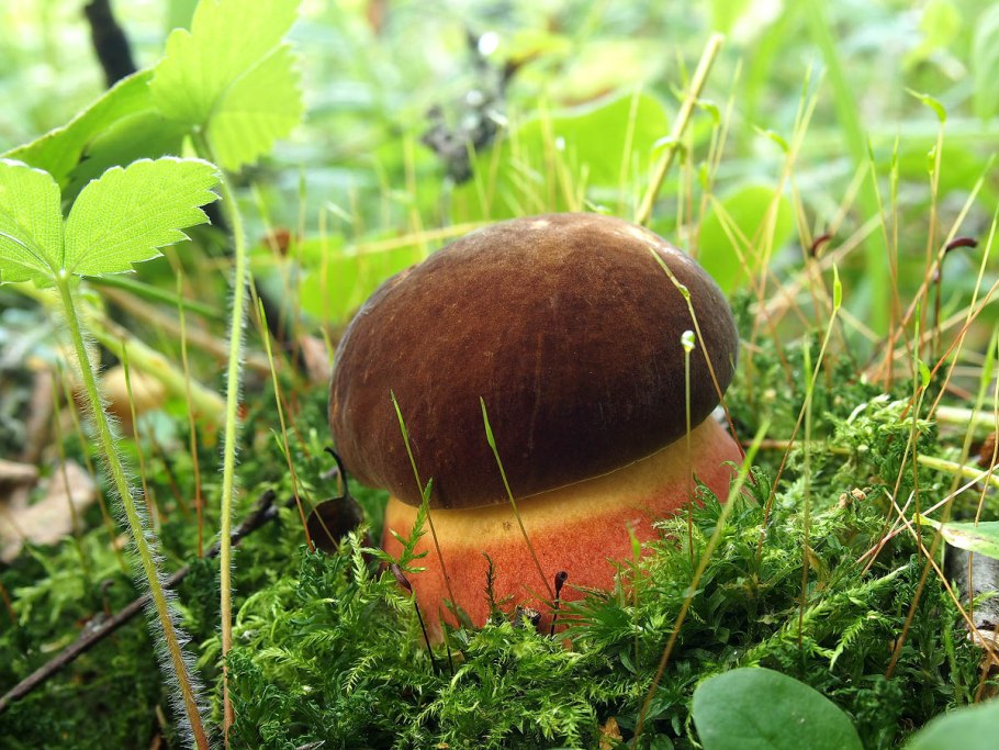 Дубовики поддубовики