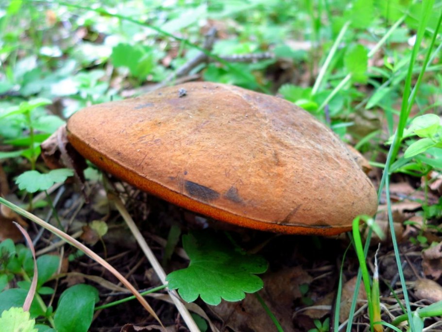 Дубовик обыкновенный серый