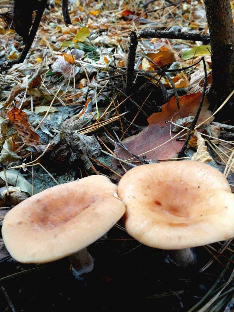 Рыжики Сибирские гриб