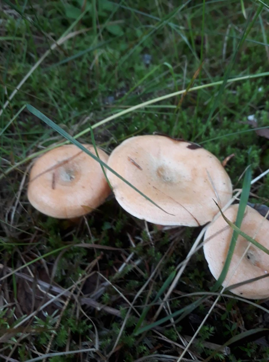 Гриб похож на Рыжик пластинки белые