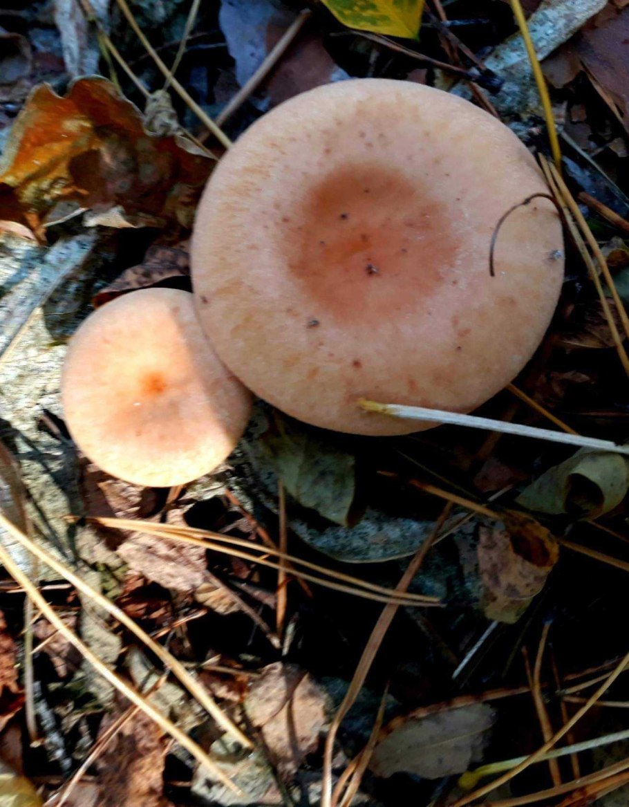Ложный Рыжик груздь