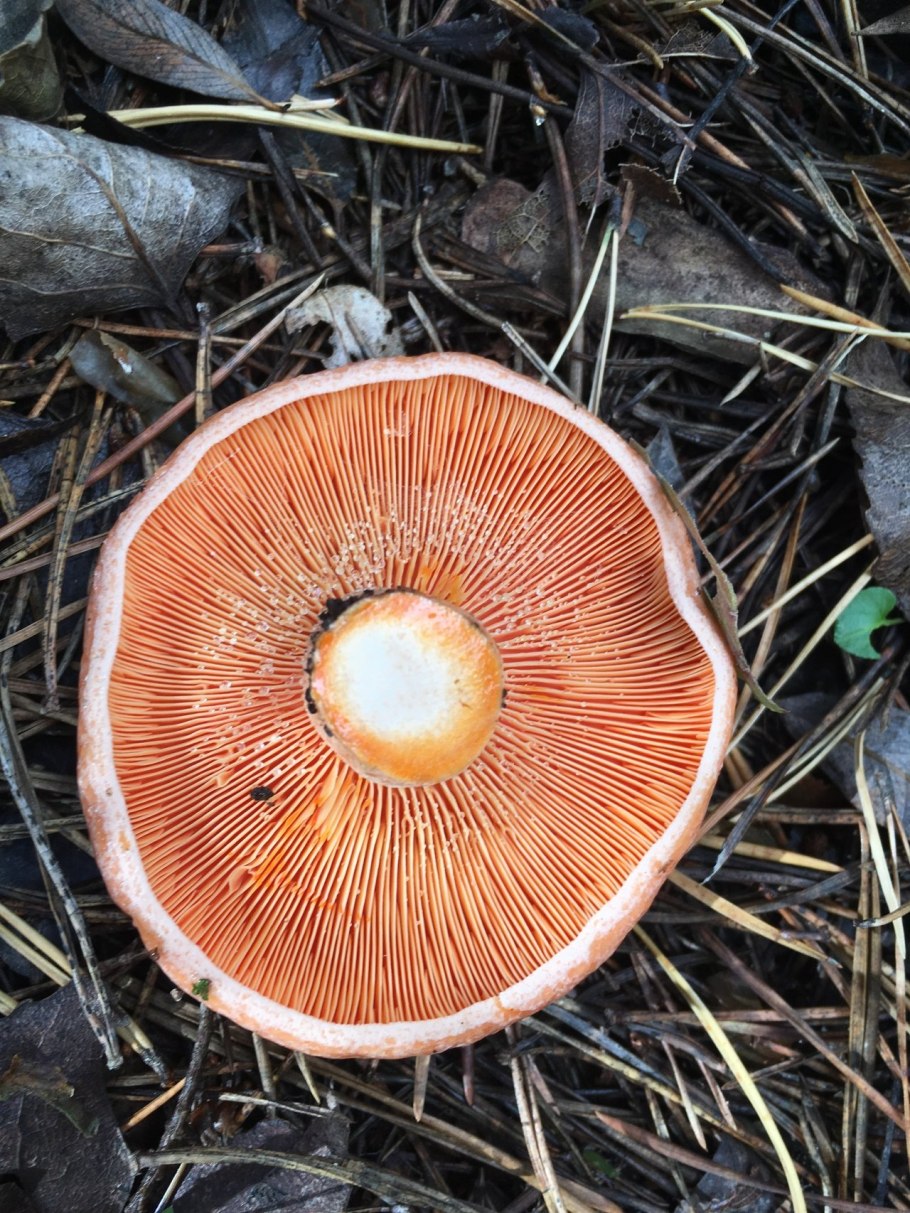 Рыжик Сосновый/Боровой (Lactarius deliciosus);