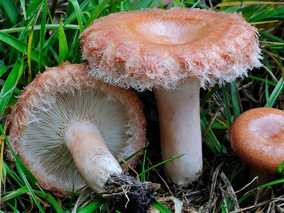 Lactarius torminosus – волнушка