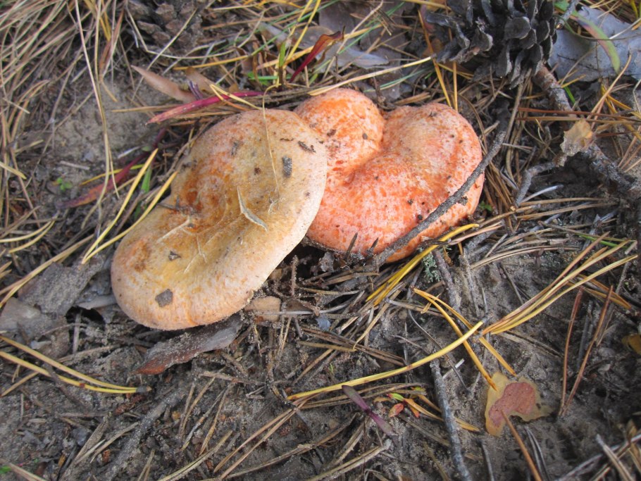 Рыжики маслята