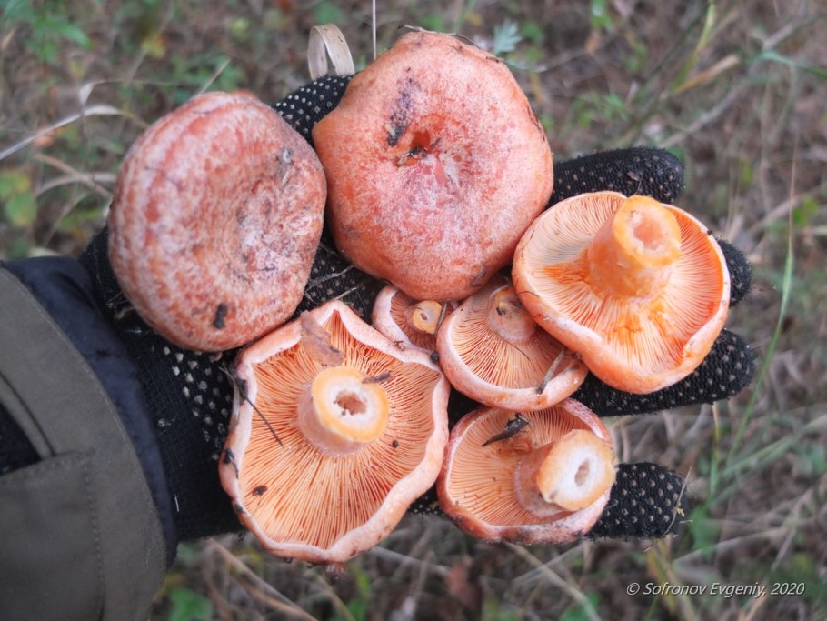 Грибы рыжики ложные