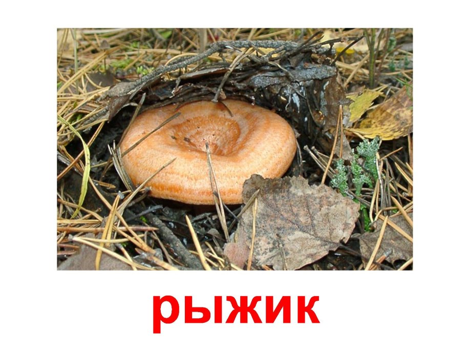 Грибы Урал грузди свинушки