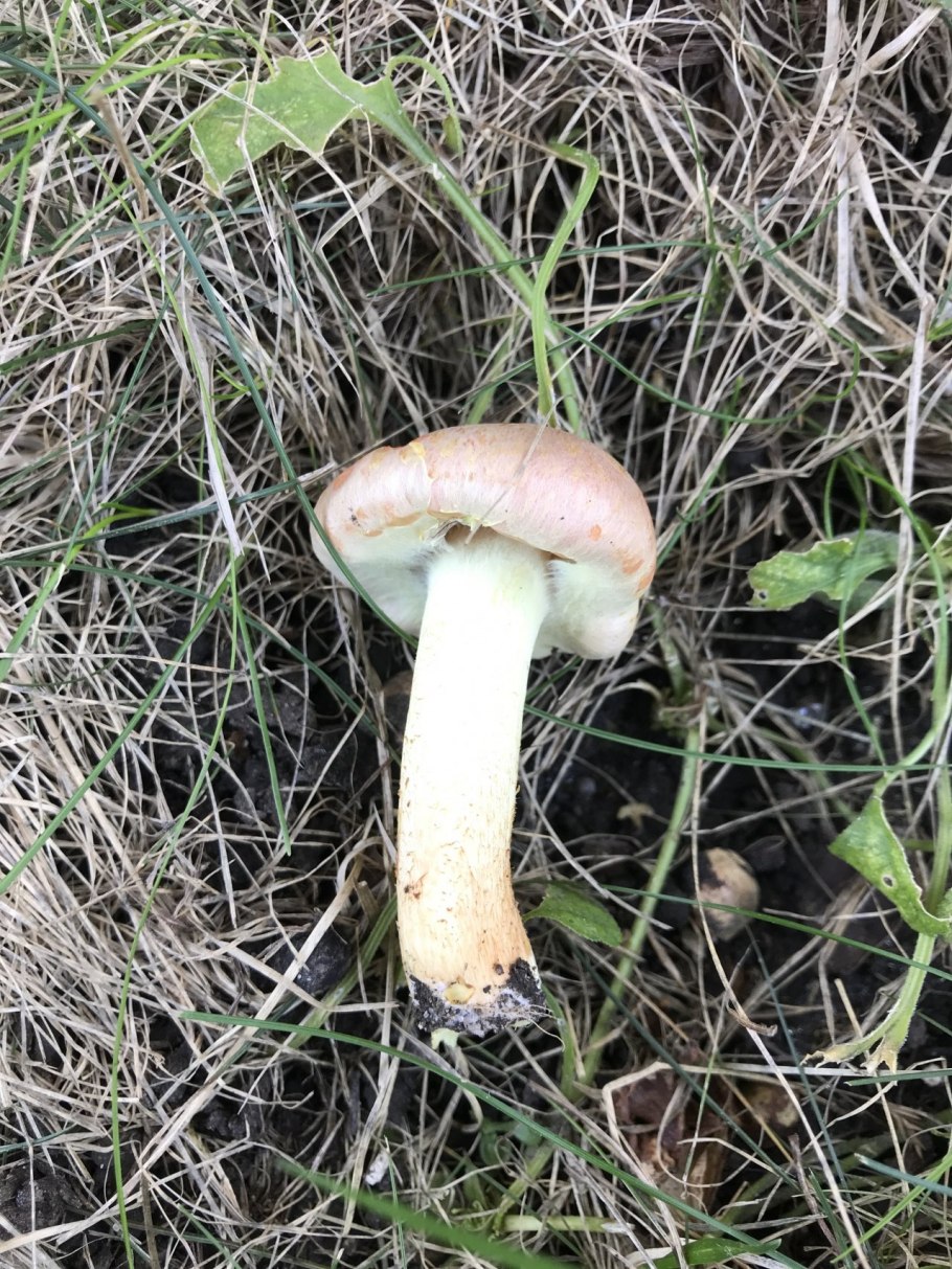 Подъеловик гриб