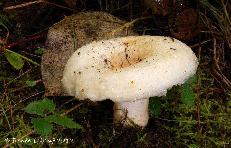 Груздь подберезовик