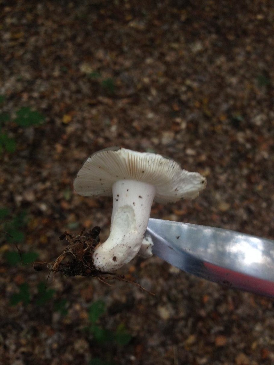 Сыроежка сине-жёлтая