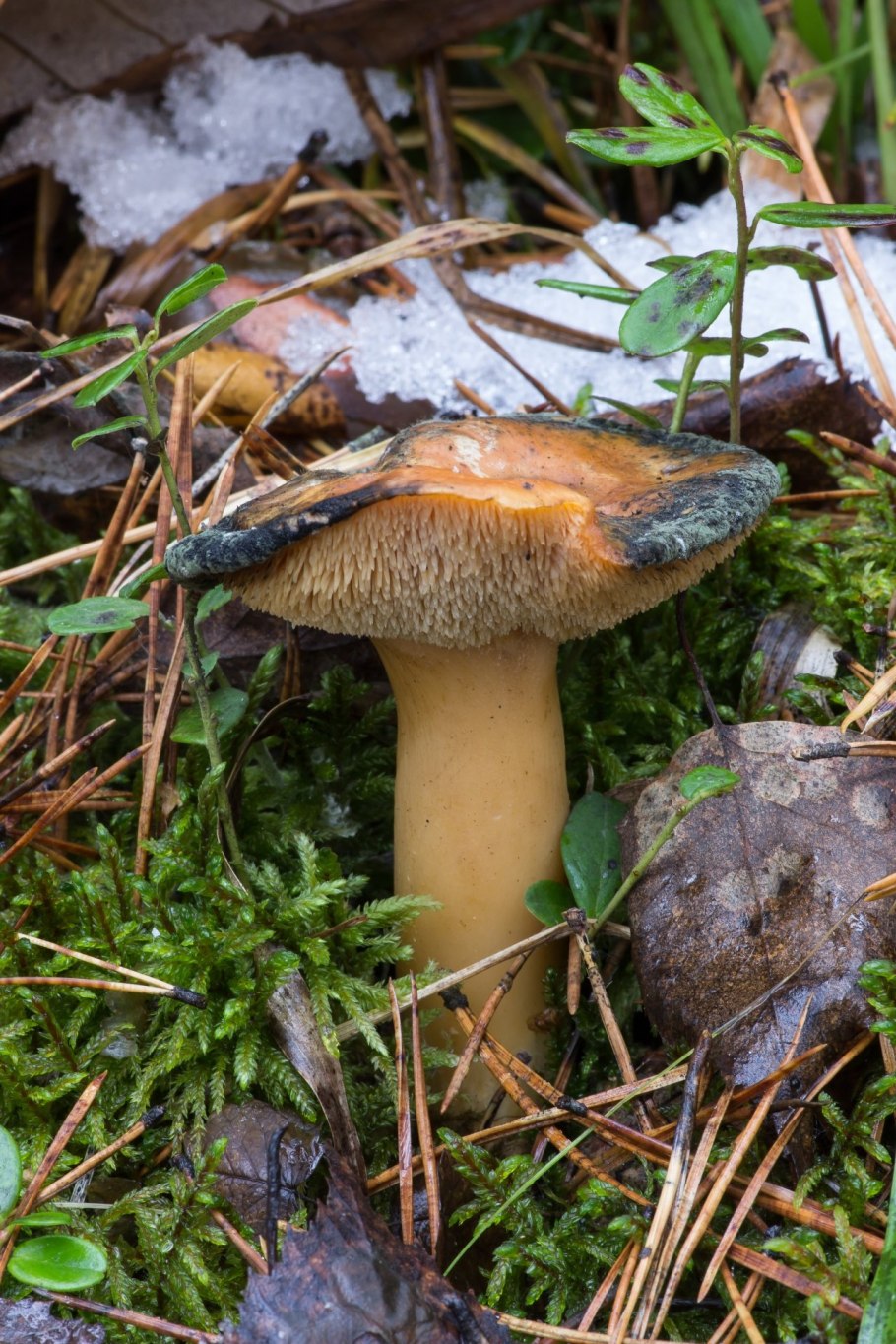 Подъеловики грибы