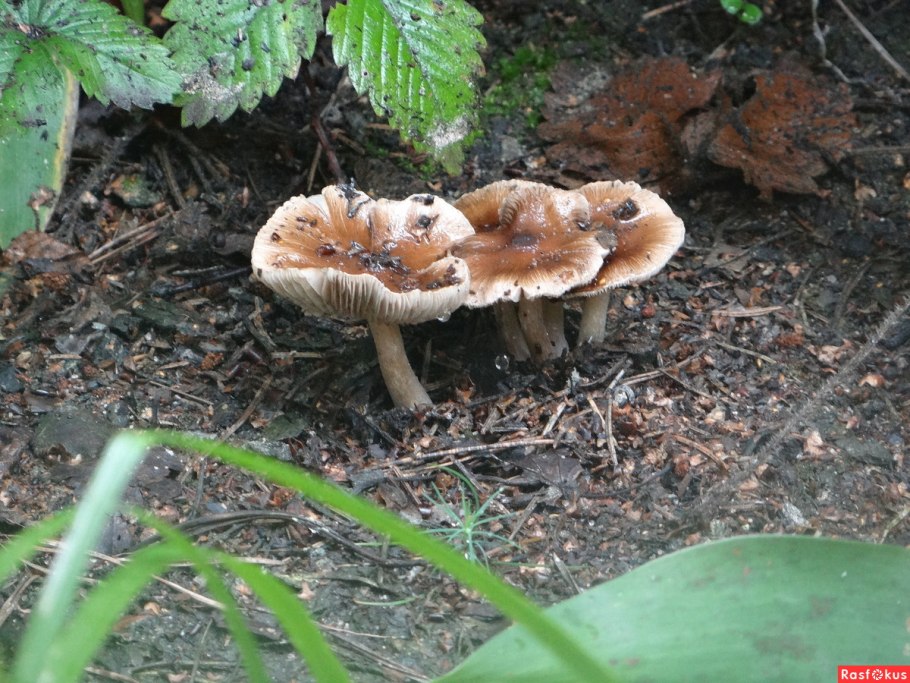 Гриб грустит