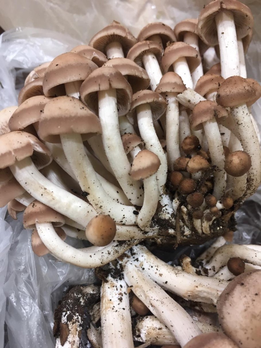 Опята или поганки