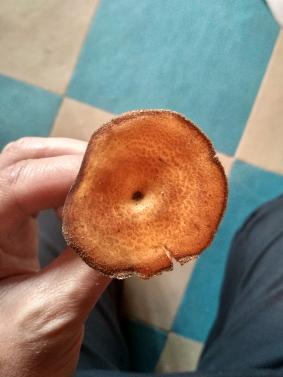 Гриб трутовик ямчатый