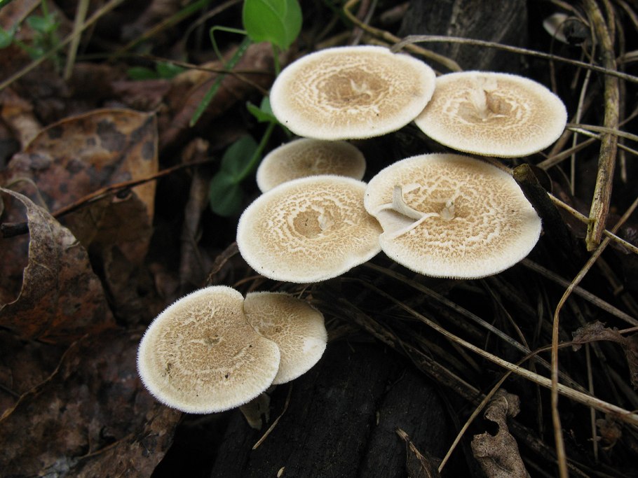 Трутовик дымчатый