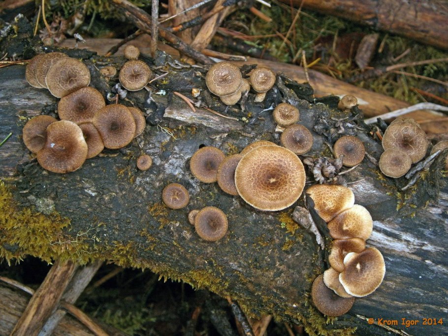 Трутовик Литшауэра