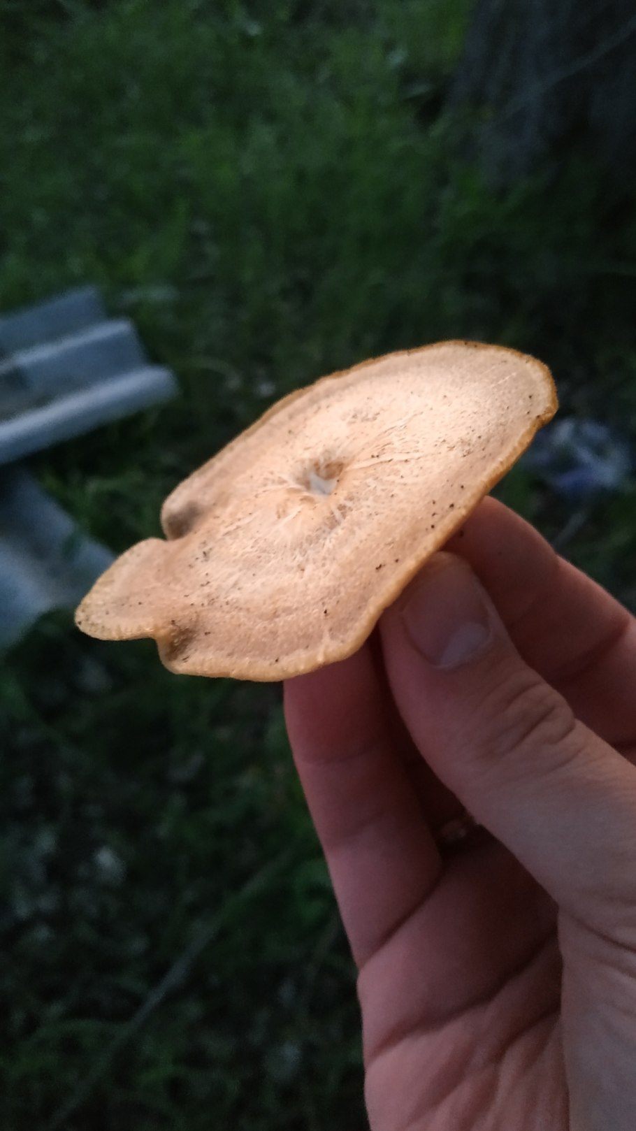 Трутовик вазоподобный