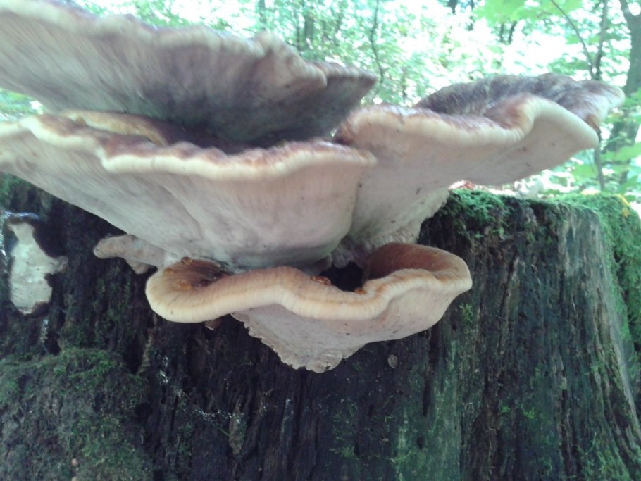 Паутинистые плодовые тела