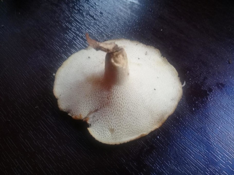 Постия складчатая