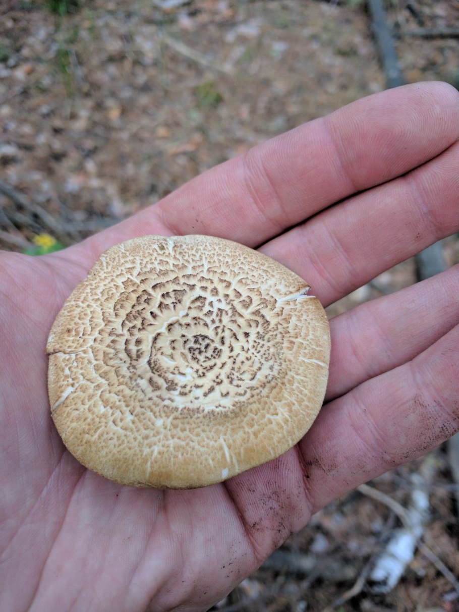 Трутовик ямчатый (Lentinus Arcularius)