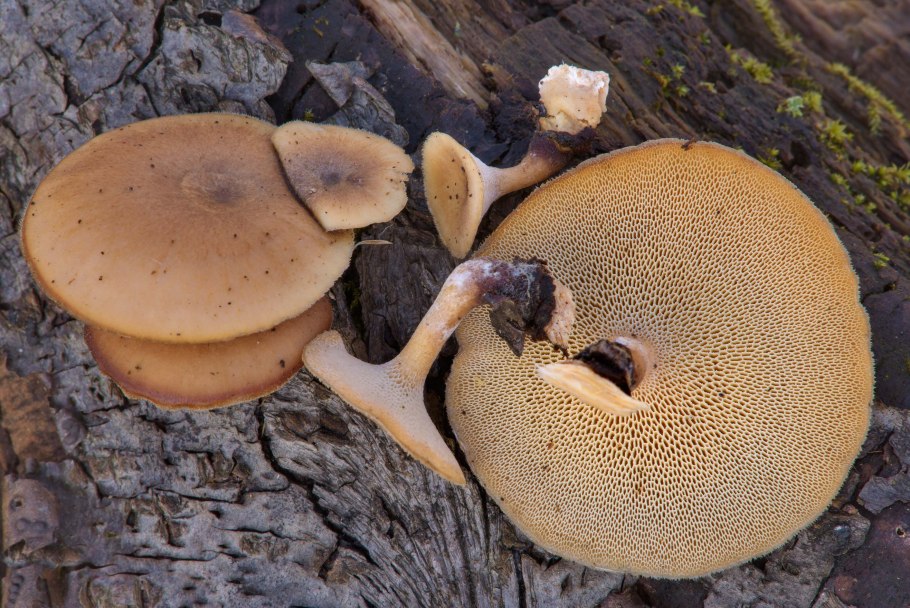 Полипорус ямчатый Polyporus Arcularius