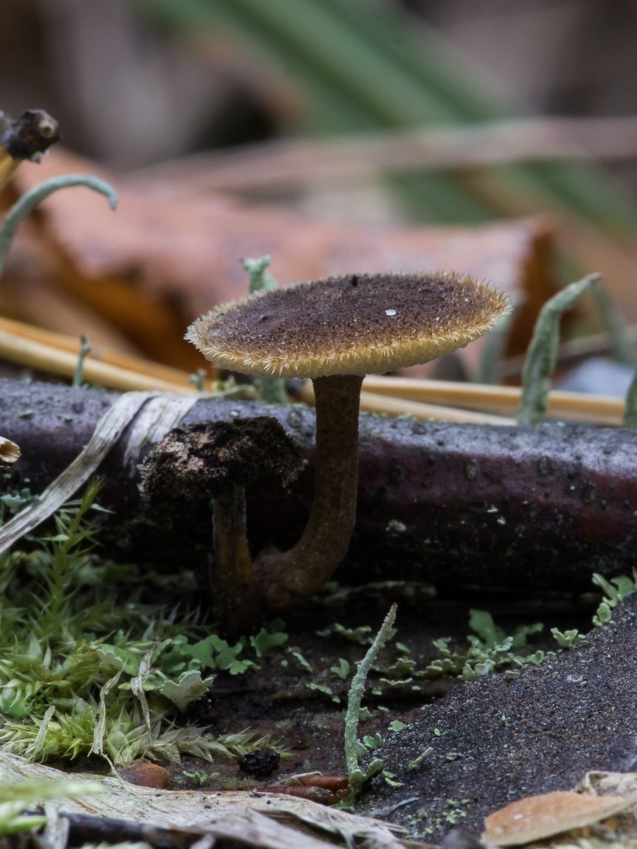 Трутовик ямчатый (Lentinus Arcularius)