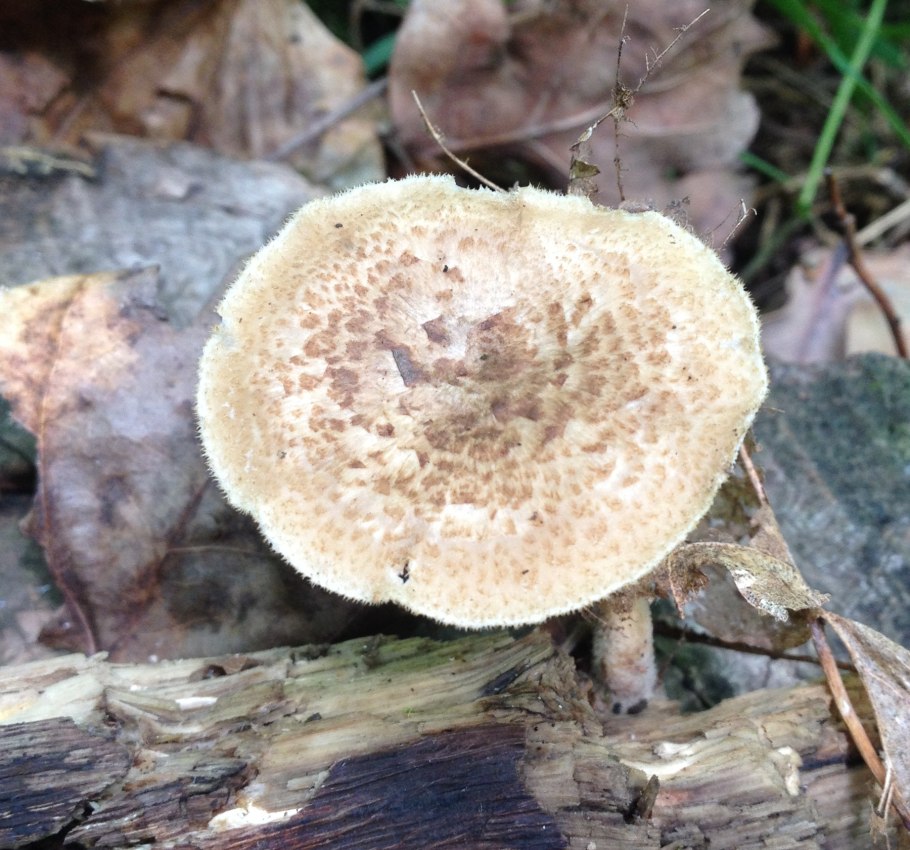 Полипорус ямчатый Polyporus Arcularius