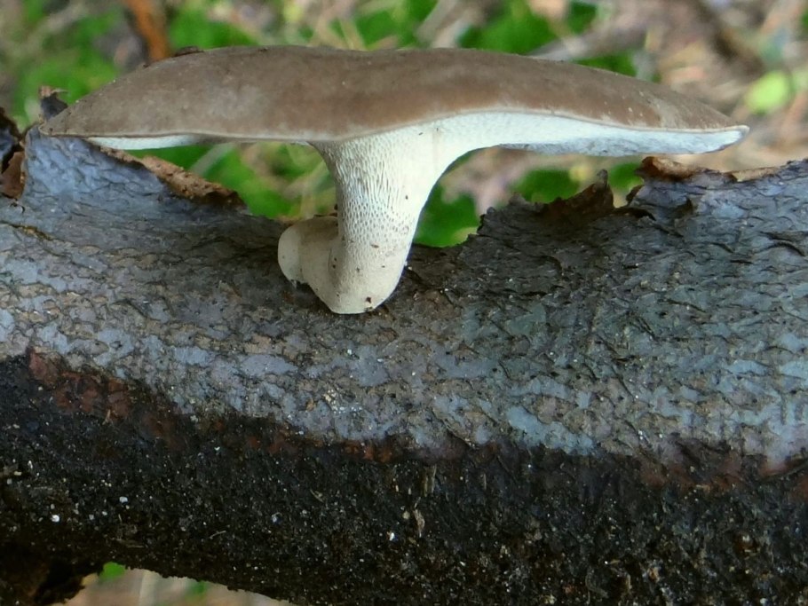 Polyporus brumalis