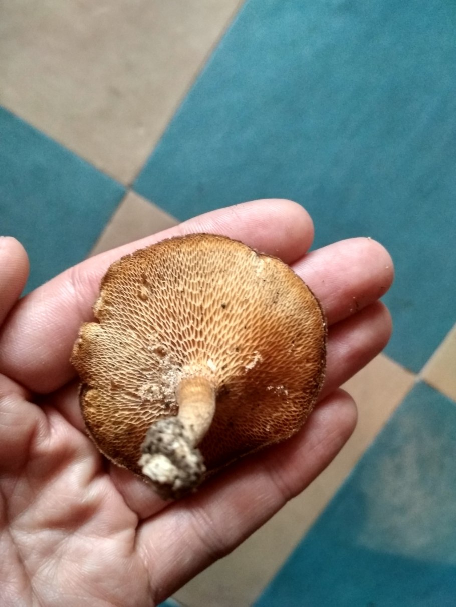 Polyporus Arcularius