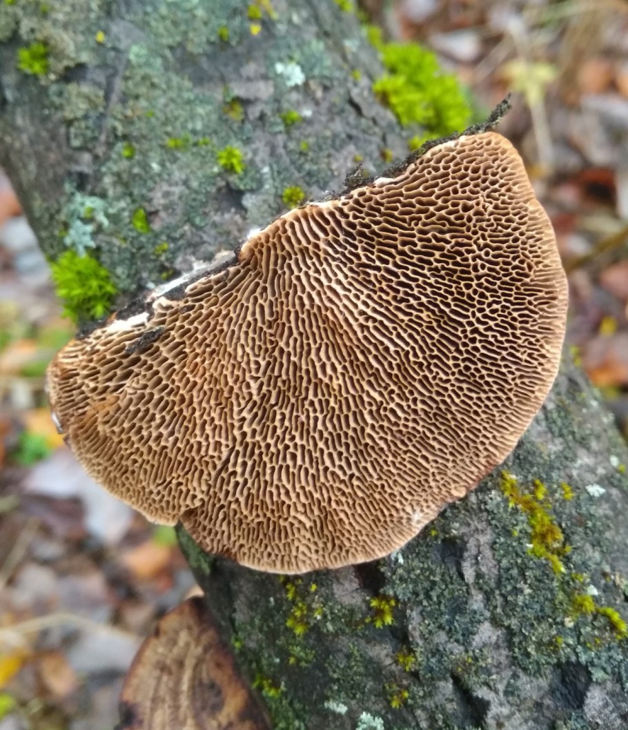 Трутовик обыкновенный fomes fomentarius