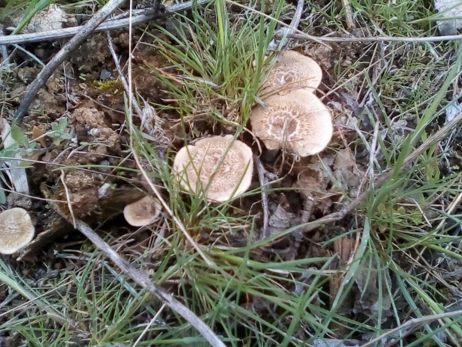 Polyporus badius, трутовик