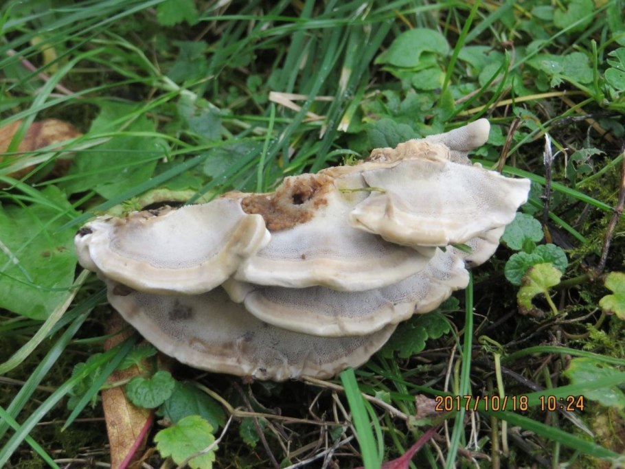 Гриб пахнет миндалем