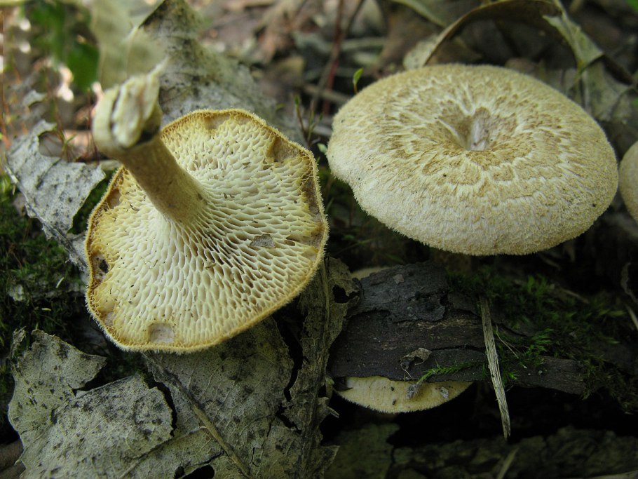 Полипорус ямчатый Polyporus Arcularius