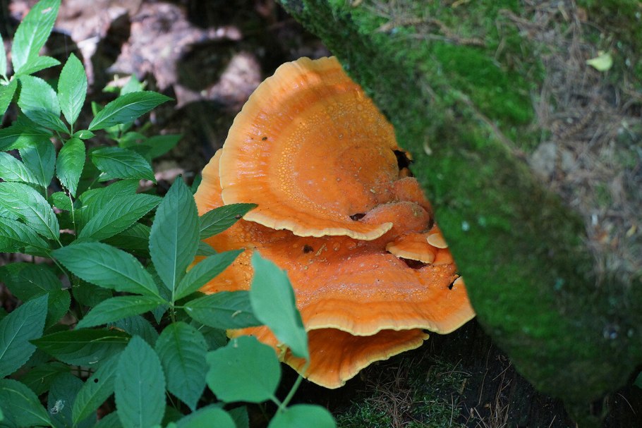 Polyporus brumalis