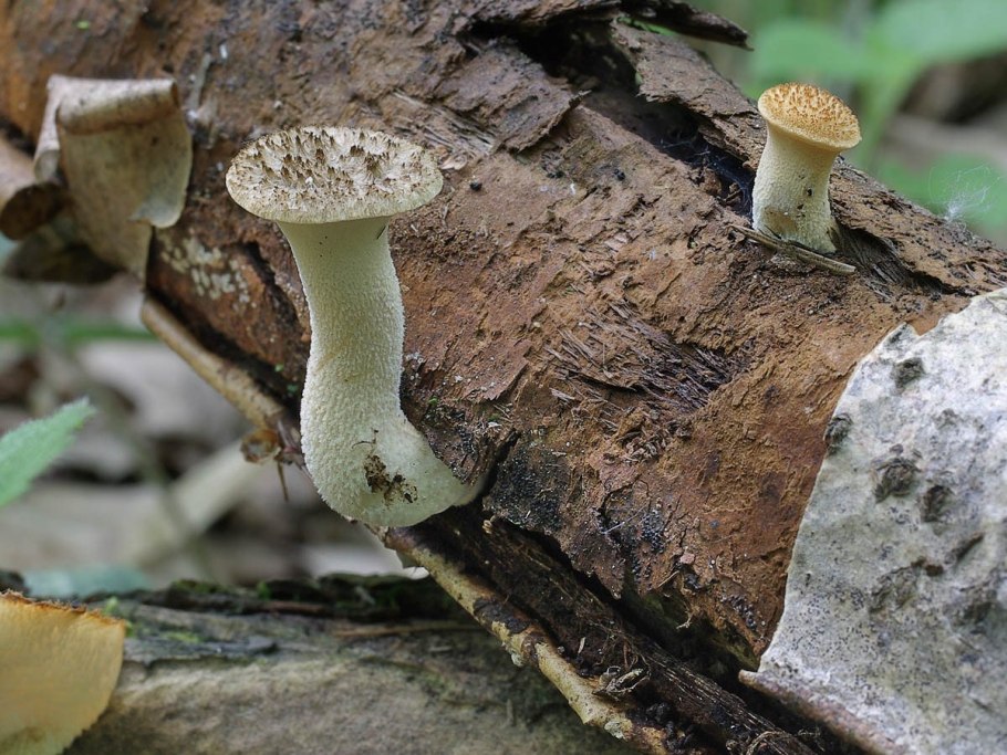 Polyporus Arcularius