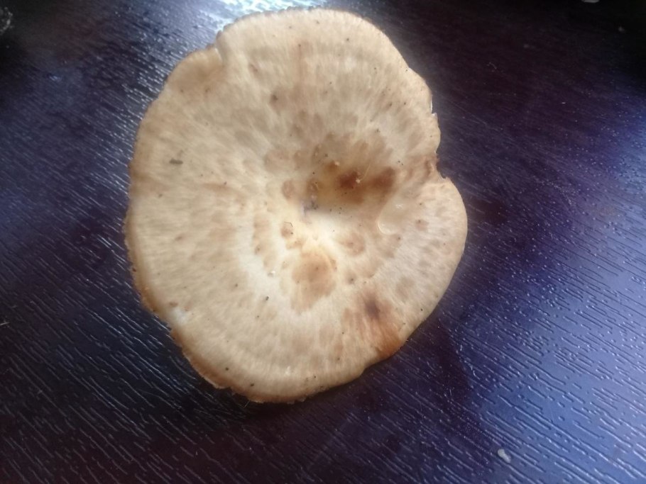 Трутовик смолистый