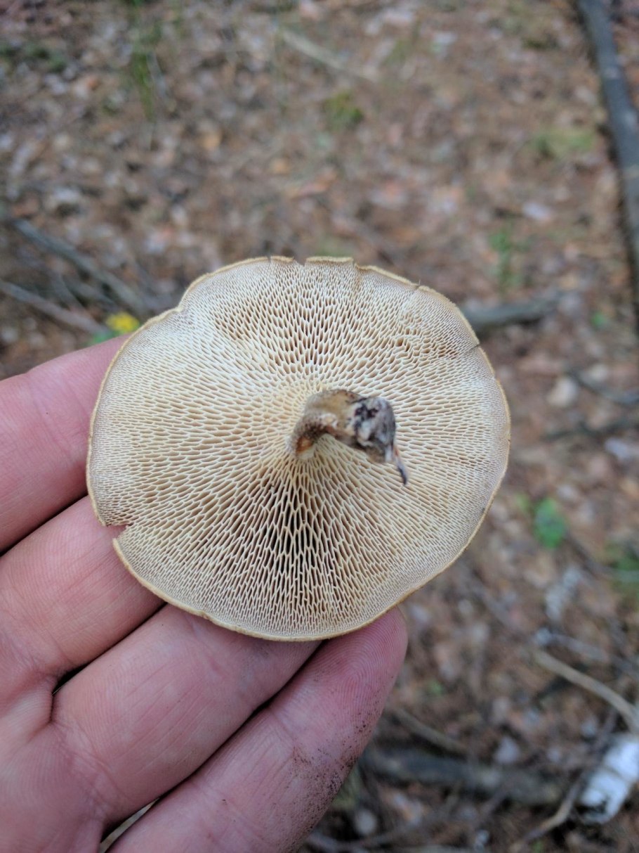 Гриб трутовик ямчатый
