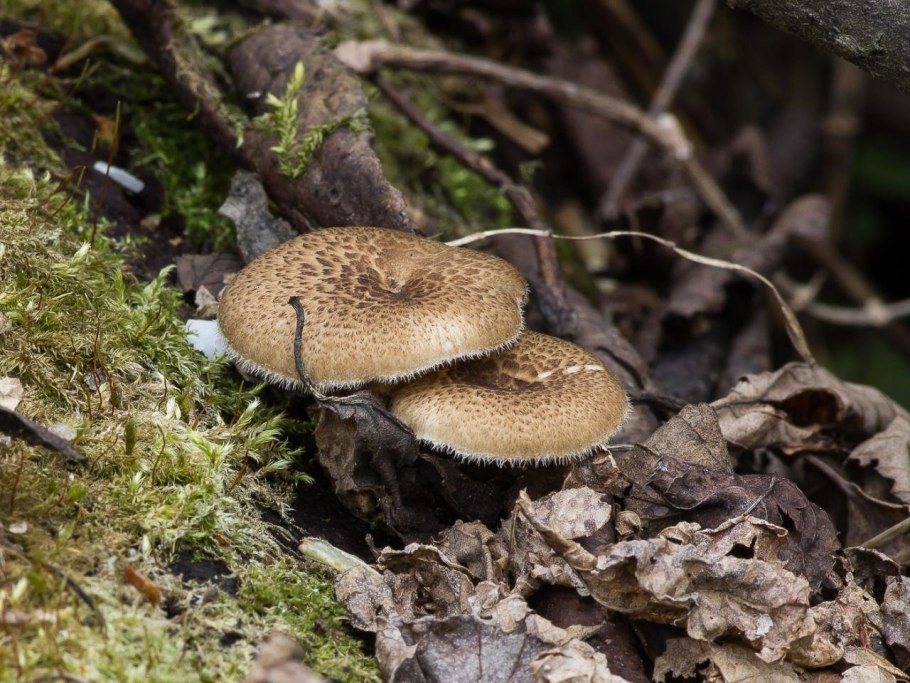Трутовик ямчатый (Lentinus Arcularius)