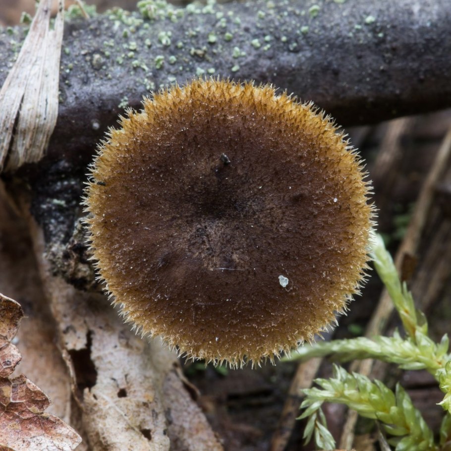 Трутовик ямчатый (Lentinus Arcularius)