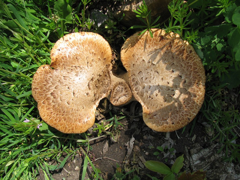 Трутовик серно-желтый Laetiporus sulphureus