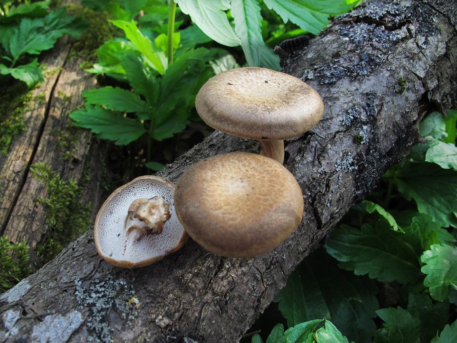Полипорус ямчатый Polyporus Arcularius