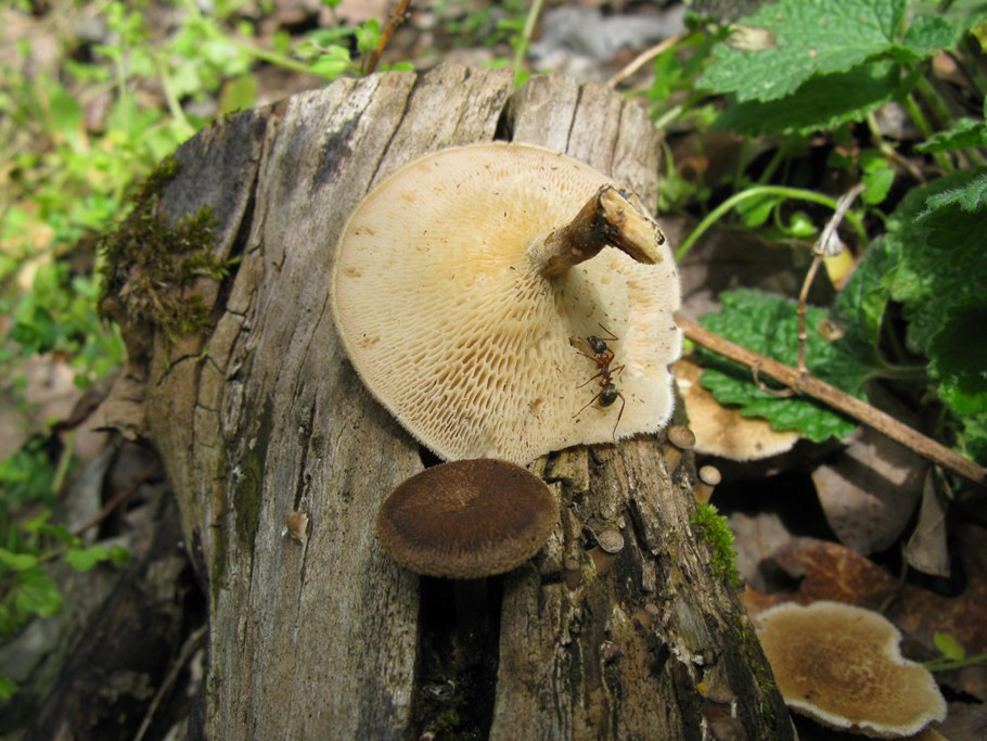 Трутовик ямчатый (Lentinus Arcularius)