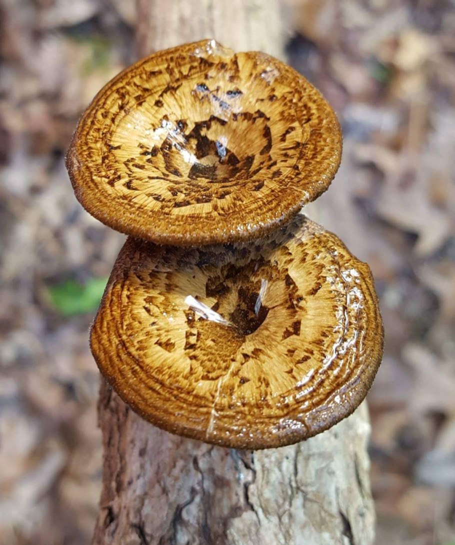 Гриб трутовик ямчатый