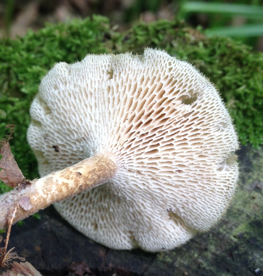 Полипорус ямчатый