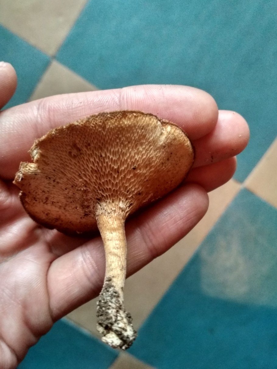Трутовик зимний Polyporus brumalis