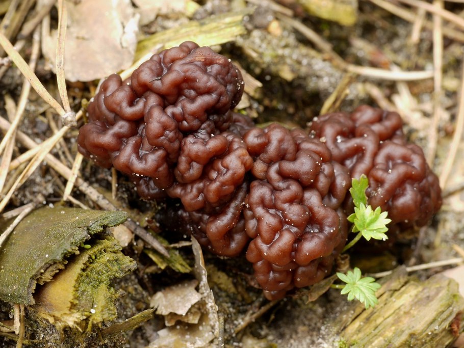 Gyromitra esculenta