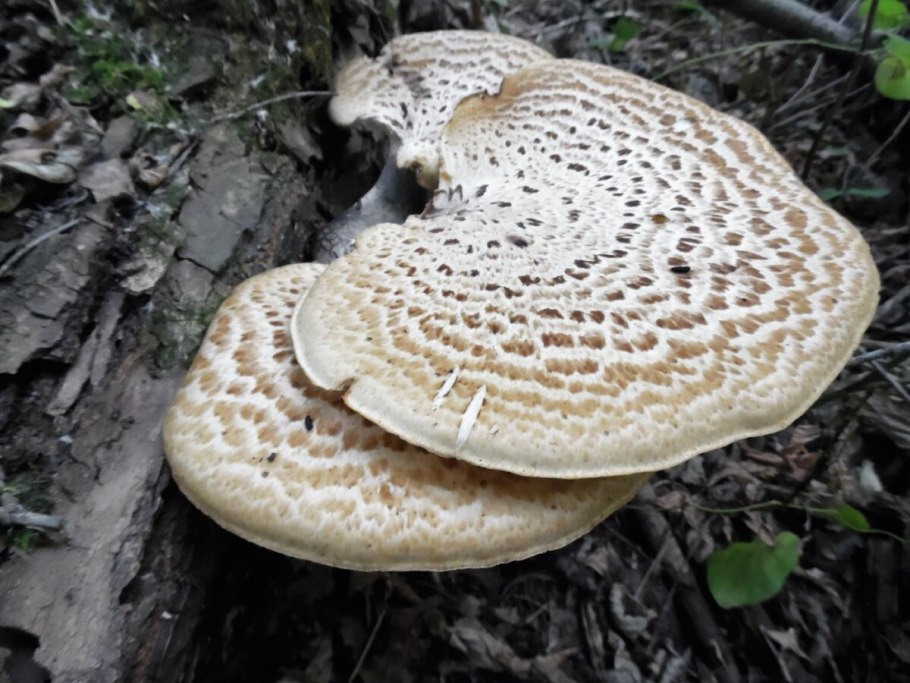 Олигопорус