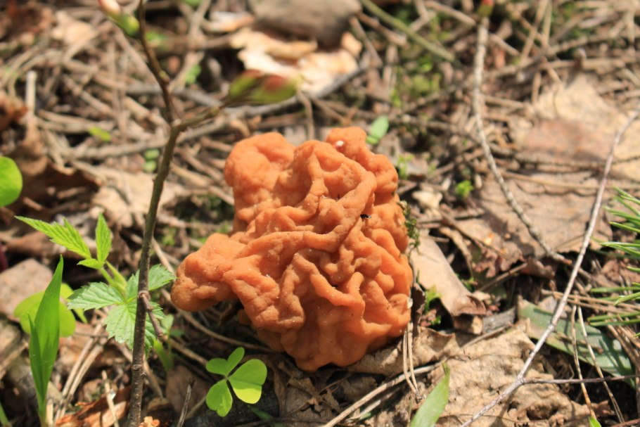 Лисички сморчки