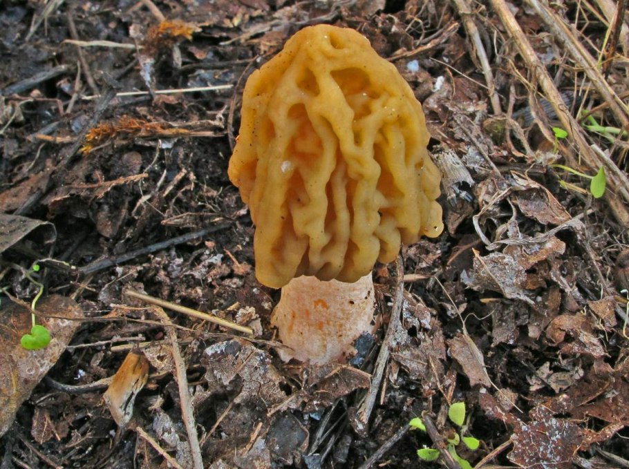 Сморчок строчок сморчковая шапочка