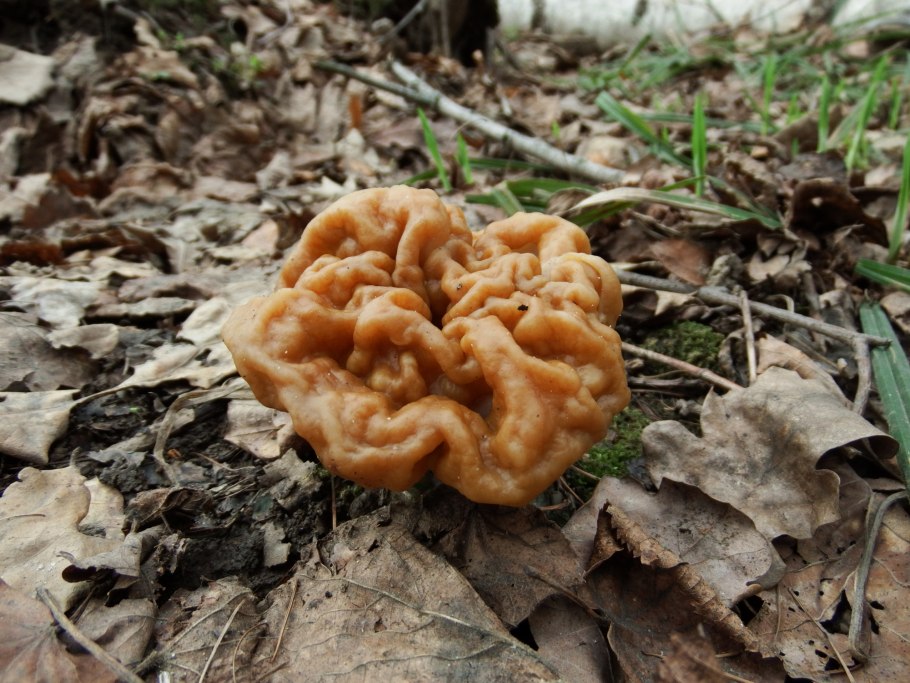 Сморчок осенний