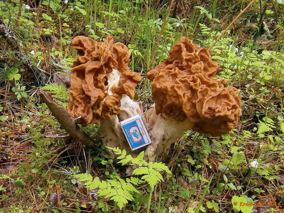 Грибы строчки гигантские